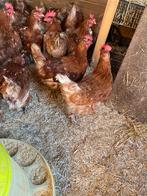 Legkippen te Koop, Dieren en Toebehoren, Pluimvee, Vrouwelijk, Kip