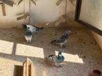 Vliegduiven 2025, Dieren en Toebehoren, Vogels | Duiven