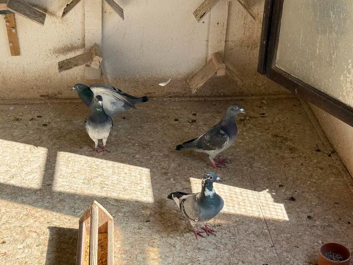 Vliegduiven 2025, Dieren en Toebehoren, Vogels | Duiven