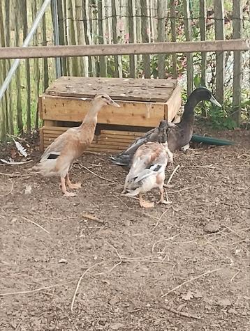 Twee indische loopeend mannetjes  beschikbaar voor biedingen