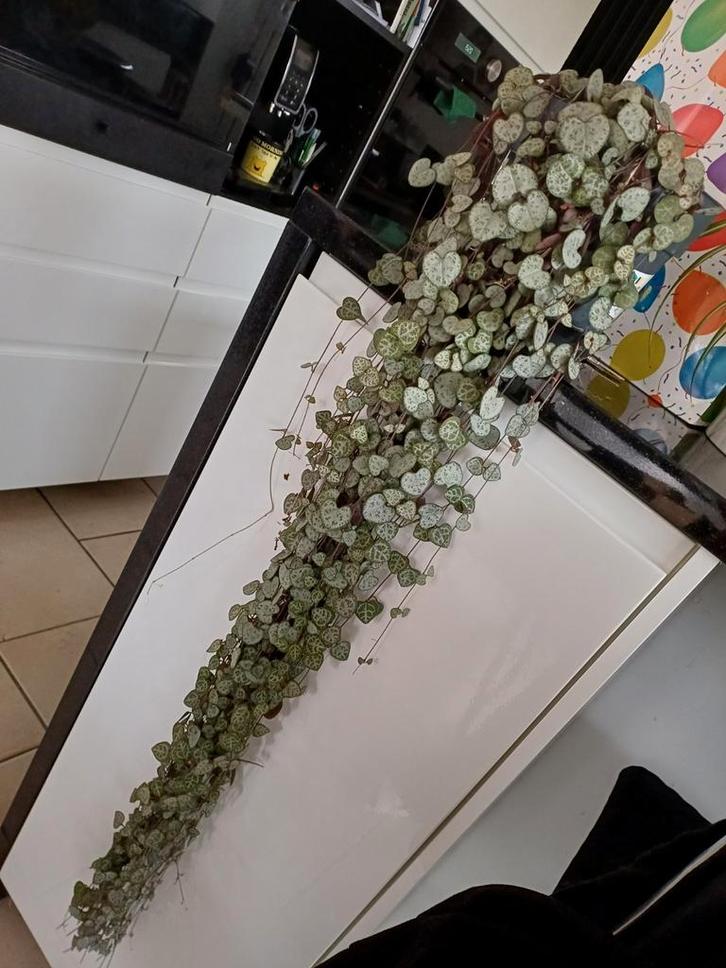 Chinese hangplant, Huis en Inrichting, Woonaccessoires | Kunstplanten en Kunstbloemen, Binnen, Buiten, Ophalen