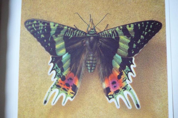 Tropische vlinders Artis, Boeken, Prentenboeken en Plaatjesalbums, Gelezen, Plaatjesalbum, Ophalen of Verzenden