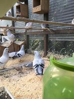 KWEEKRIJPE KWALITEIT ITALIAANSE MEEUWEN 20 EURO/KOPPEL, Plusieurs animaux, Autres espèces