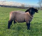 Suffolk ram lammeren te koop, Animaux & Accessoires, Moutons, Chèvres & Cochons, Mouton, Mâle, 0 à 2 ans