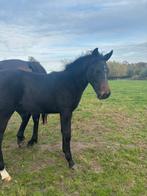 Hengte veulen, Dieren en Toebehoren, Paarden