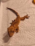 Gecko des cils, Animaux & Accessoires, Reptiles & Amphibiens