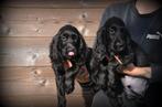Engelse Cocker Spaniel pups, Dieren en Toebehoren, België, CDV (hondenziekte), 8 tot 15 weken, Teef