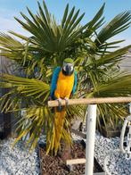Blauw gele ara, Dieren en Toebehoren, Papegaai