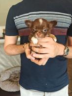 Nestje chihuahua pups, Dieren en Toebehoren, Honden | Chihuahua's en Gezelschapshonden, België, Particulier, CDV (hondenziekte)