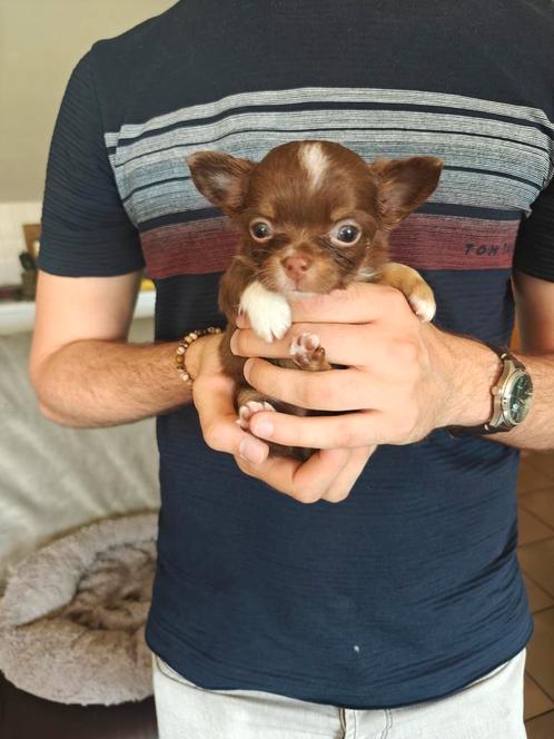Nestje chihuahua pups, Dieren en Toebehoren, Honden | Chihuahua's en Gezelschapshonden, Meerdere dieren, Chihuahua, Particulier
