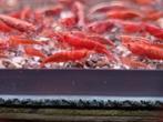 Neocaridina Bloody Mary – Rode Garnalen, Kreeft, Krab of Garnaal, Zoetwatervis