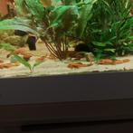 Ancistrus red, Dieren en Toebehoren