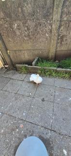 Duiven te koop, Dieren en Toebehoren, Pluimvee