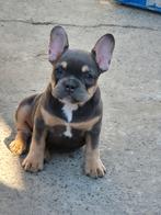 Franse Bulldog pups, Dieren en Toebehoren, Honden | Bulldogs, Pinschers en Molossers, België, Fokker | Hobbymatig, CDV (hondenziekte)