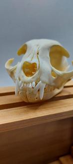 Crâne de chat collection ostéologie, Enlèvement ou Envoi, Crâne