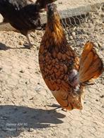 Sebright krielkippen, Dieren en Toebehoren, Kip