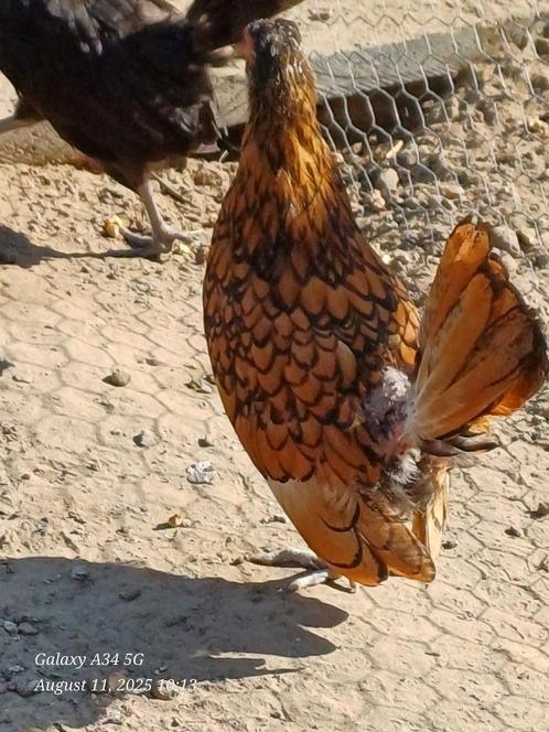 Sebright krielkippen, Dieren en Toebehoren, Pluimvee, Kip