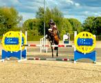 5 jarige merrie, Dieren en Toebehoren, Paarden, Merrie, Zadelmak