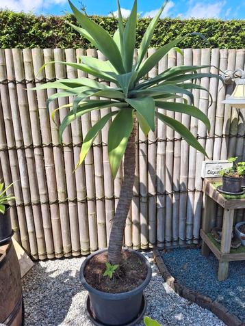 Prachtige agave attenuata binnen en buiten Vanaf de lente bu beschikbaar voor biedingen