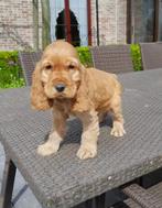 engelse cocker pups, Dieren en Toebehoren, Honden | Retrievers, Spaniëls en Waterhonden, België, CDV (hondenziekte), 8 tot 15 weken