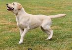 GEZOCHT: Labrador herplaatser stamboom max. 3 jaar, België, Particulier, 1 tot 2 jaar, Teef