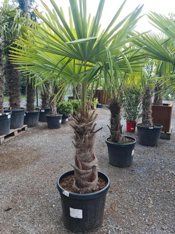 Winterharde palmbomen Trachycarpus Fortunei, Tuin en Terras, Planten | Bomen, Ophalen