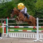 Zeer brave 7 jarige springpaard, Dieren en Toebehoren, Paarden, Merrie, Springpaard