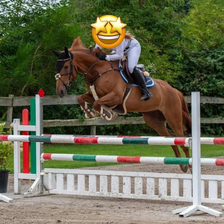 Zeer brave 7 jarige springpaard, Dieren en Toebehoren, Paarden, Merrie, Springpaard