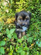 Morkie pups te koop, België, CDV (hondenziekte), 8 tot 15 weken, Meerdere