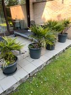 4 palmbomen, Jardin & Terrasse, Plantes | Jardin, Enlèvement, Plante fixe