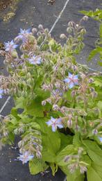 plants de bourrache, Ophalen