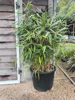 Pseudosasa japonica, Japanse bamboe, kuip 120 liter, Tuin en Terras, Ophalen, Winter