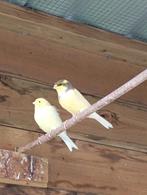 kanaries, Dieren en Toebehoren, Vogels | Kanaries, Geslacht onbekend