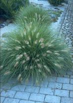 Pennisetum - Plantes graminées, Enlèvement