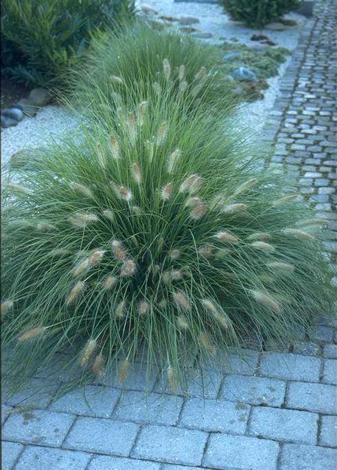 Pennisetum - Plantes graminées, Jardin & Terrasse, Plantes | Jardin, Enlèvement