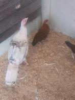 1 jonge kalkoen, Dieren en Toebehoren, Vrouwelijk, Kalkoen