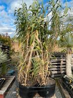 Lot van pijlriet - 4 stuks (LOT 31), Ophalen, Vaste plant, Siergrassen, Volle zon