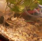 GRATIS - 1 Kardinaal tetra en 1 zwarte neon tetra - Turnhout, Dieren en Toebehoren
