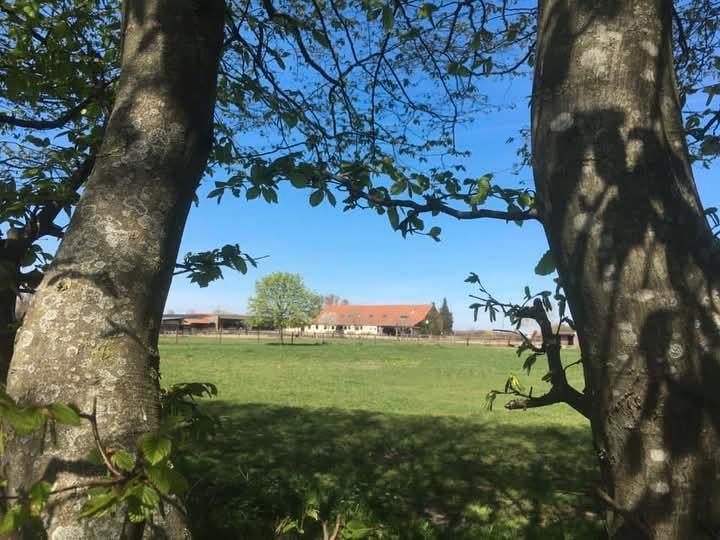 Pension staling, Dieren en Toebehoren, Stalling en Weidegang