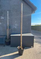 Bloempot met palen voor lichtjes, Tuin en Terras, Ophalen, Kunststof, Rond, Tuin