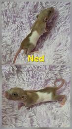 Rat ratjes, Dieren en Toebehoren, Augustus, Meerdere dieren