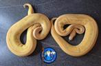 Python regius, Dieren en Toebehoren, Slang, 0 tot 2 jaar