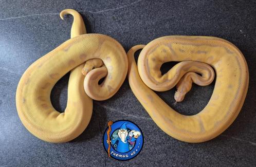 Python regius, Dieren en Toebehoren, Reptielen en Amfibieën, Slang, 0 tot 2 jaar