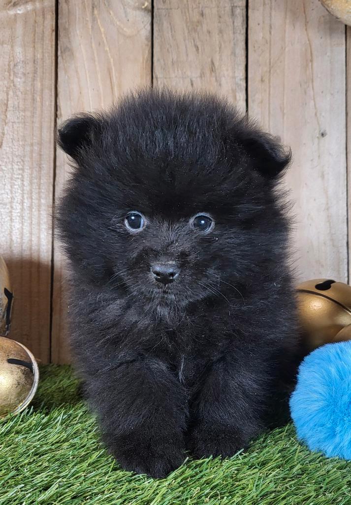 Chiot pomérande/chiot pomérien/fille naine / petit loulou, Animaux & Accessoires, Chiens | Huskys, Loulous & Types primitifs, Chien (mâle)