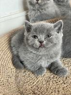 Britse korthaar kittens, Dieren en Toebehoren, Katten en Kittens | Raskatten | Korthaar, Meerdere dieren, Gechipt, 0 tot 2 jaar