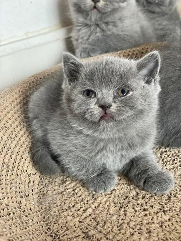 Britse korthaar kittens, Dieren en Toebehoren, Katten en Kittens | Raskatten | Korthaar, Meerdere dieren, Gechipt, 0 tot 2 jaar