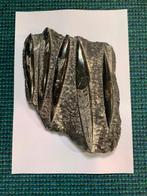 Prachtige grote fossiel Orthoceras Regular xl gepolijst, Enlèvement ou Envoi
