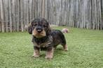 Ruwharige dwerg teckel pups met stamboom, Dieren en Toebehoren, Honden | Teckels en Dashonden, België, CDV (hondenziekte), 8 tot 15 weken