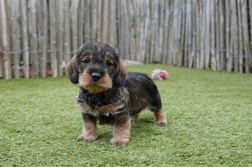Ruwharige dwerg teckel pups met stamboom  beschikbaar voor biedingen