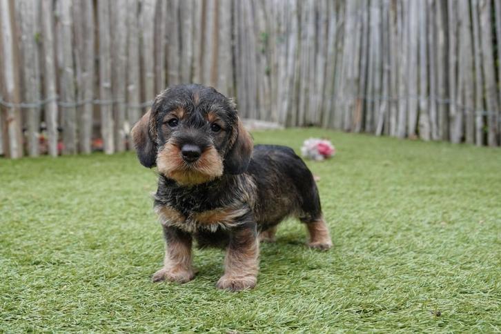Ruwharige dwerg teckel pups met stamboom, Dieren en Toebehoren, Honden | Teckels en Dashonden, Meerdere dieren, Ruwhaar, Dwerg